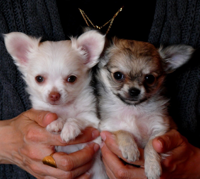 Publication : Du Bella Star