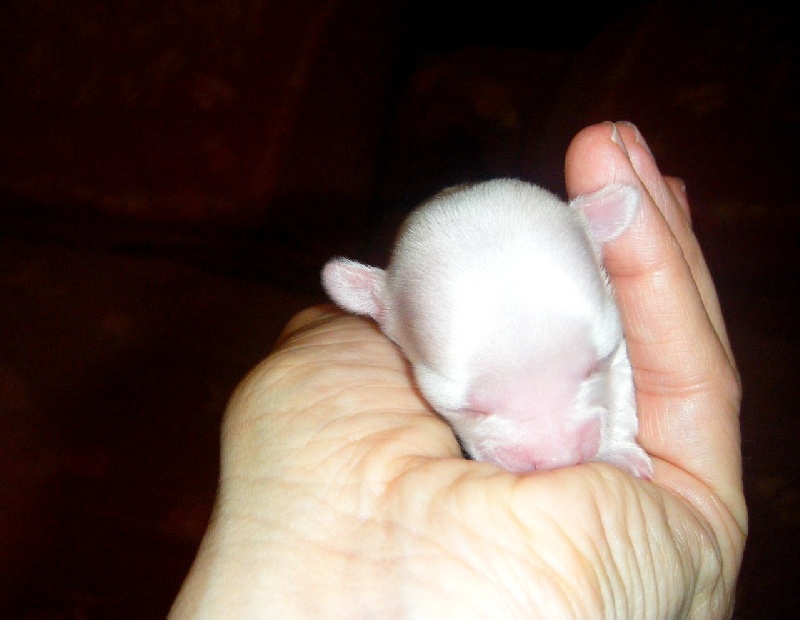 Publication : Du Bella Star