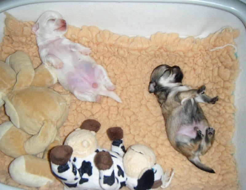 Publication : Du Bella Star