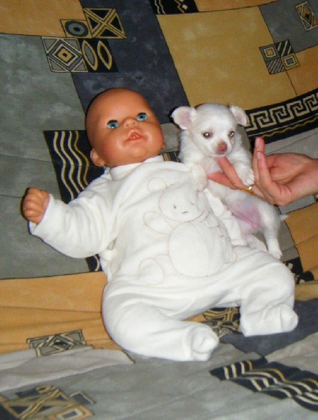 Publication : Du Bella Star