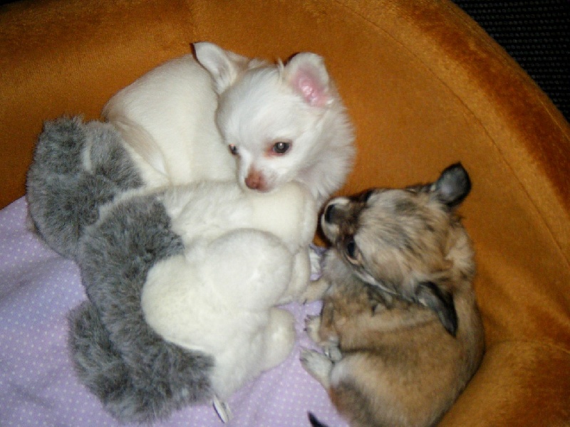 Publication : Du Bella Star