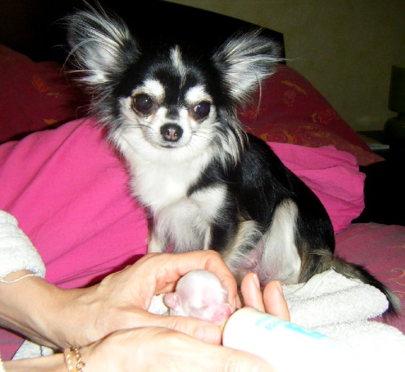 Publication : Du Bella Star