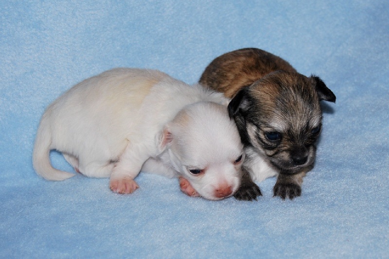 Publication : Du Bella Star