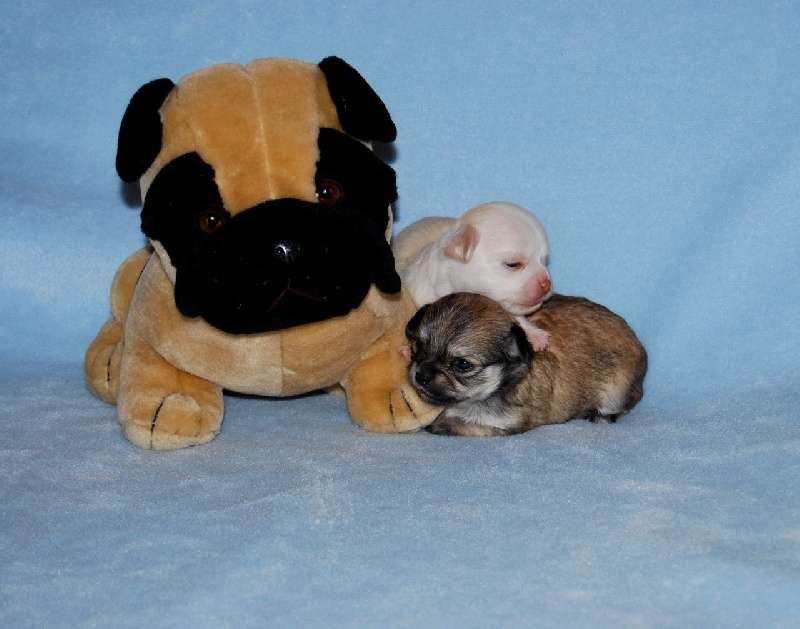 Publication : Du Bella Star