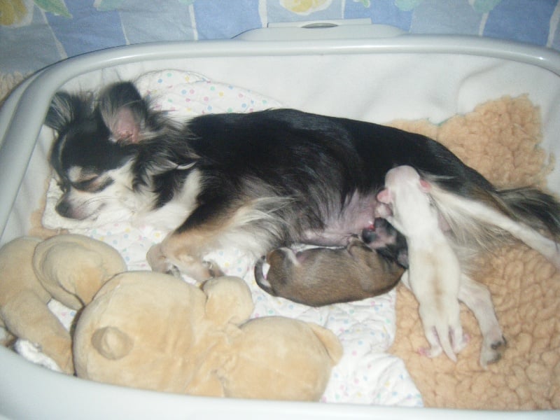 Publication : Du Bella Star