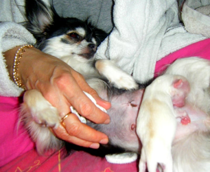 Publication : Du Bella Star