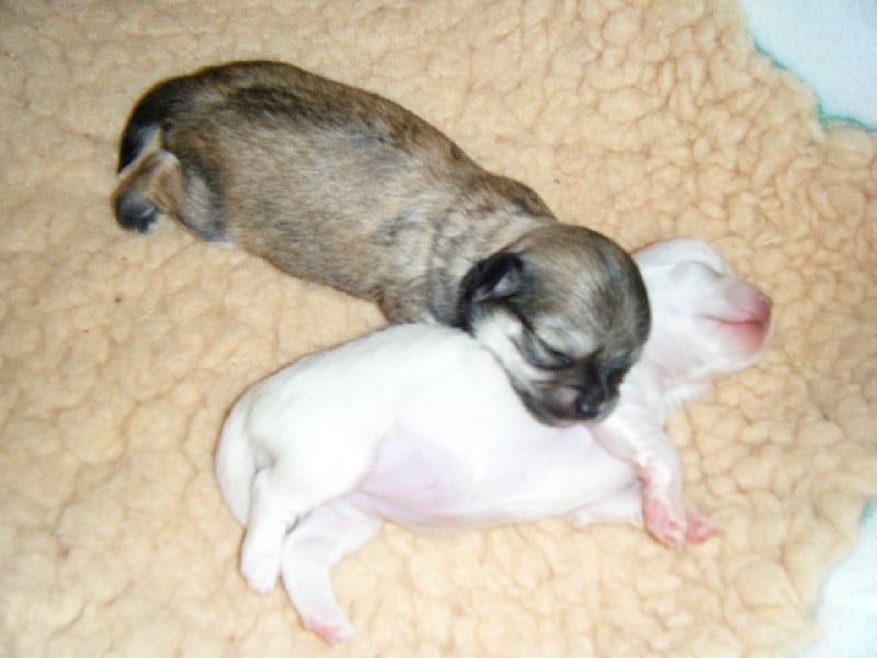 Publication : Du Bella Star