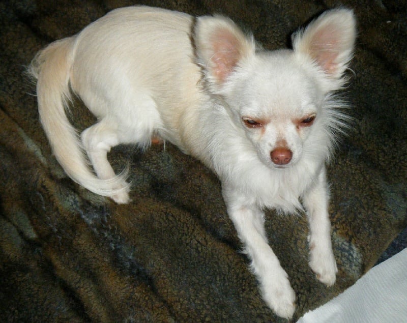 Publication : Du Bella Star