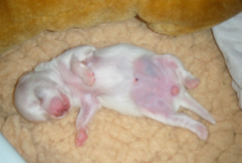 Publication : Du Bella Star