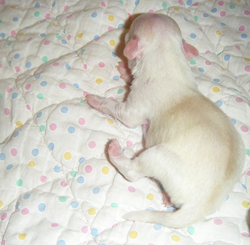 Publication : Du Bella Star