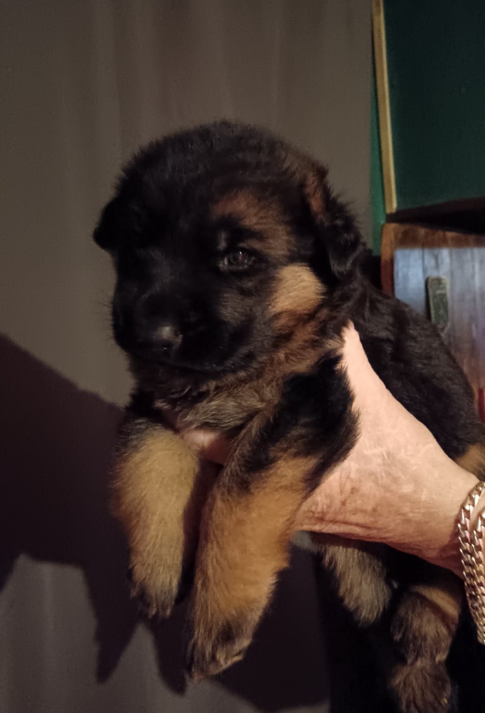 Berger Allemand - Du Domaine Du Gitan