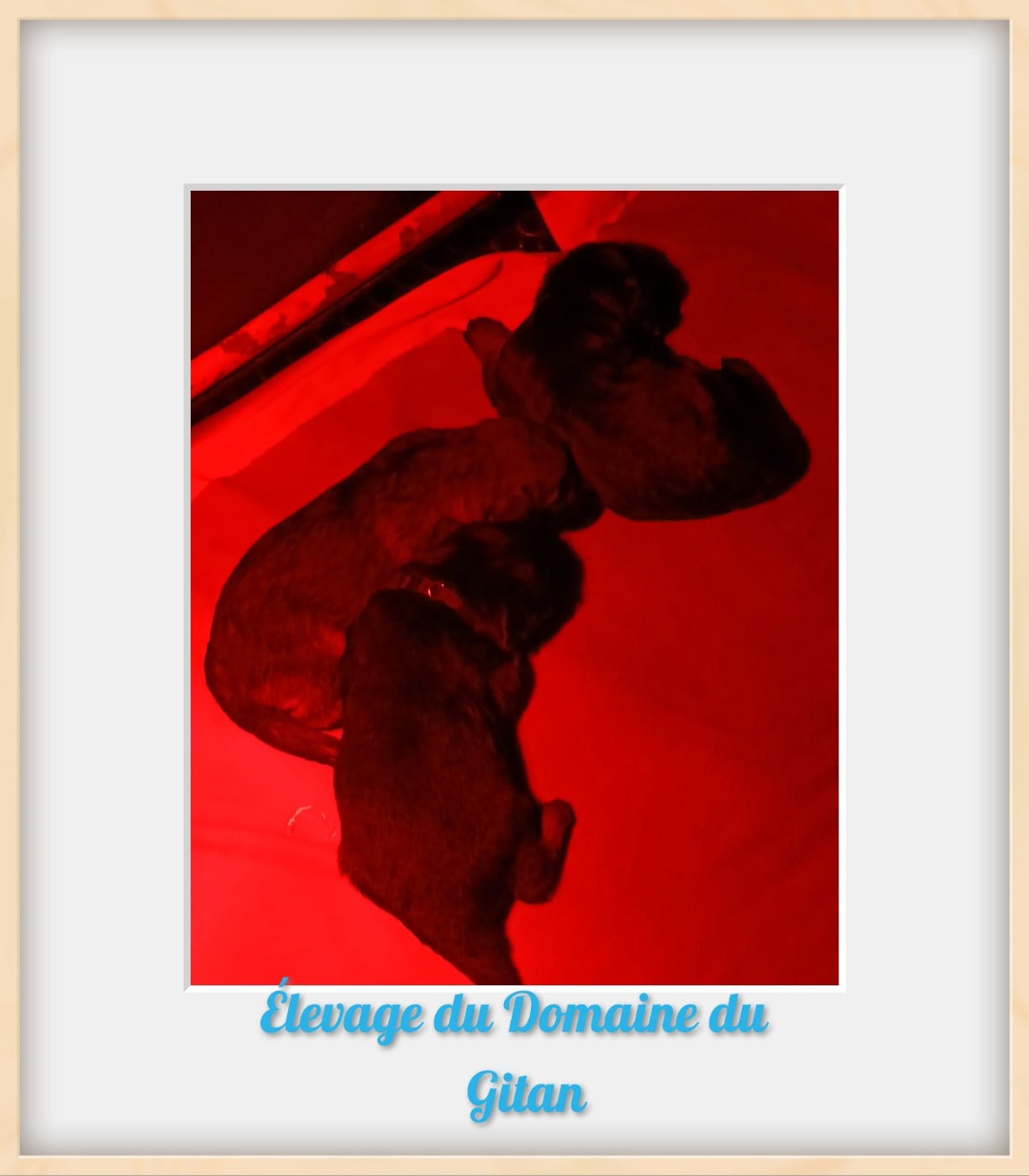Berger Allemand - Du Domaine Du Gitan