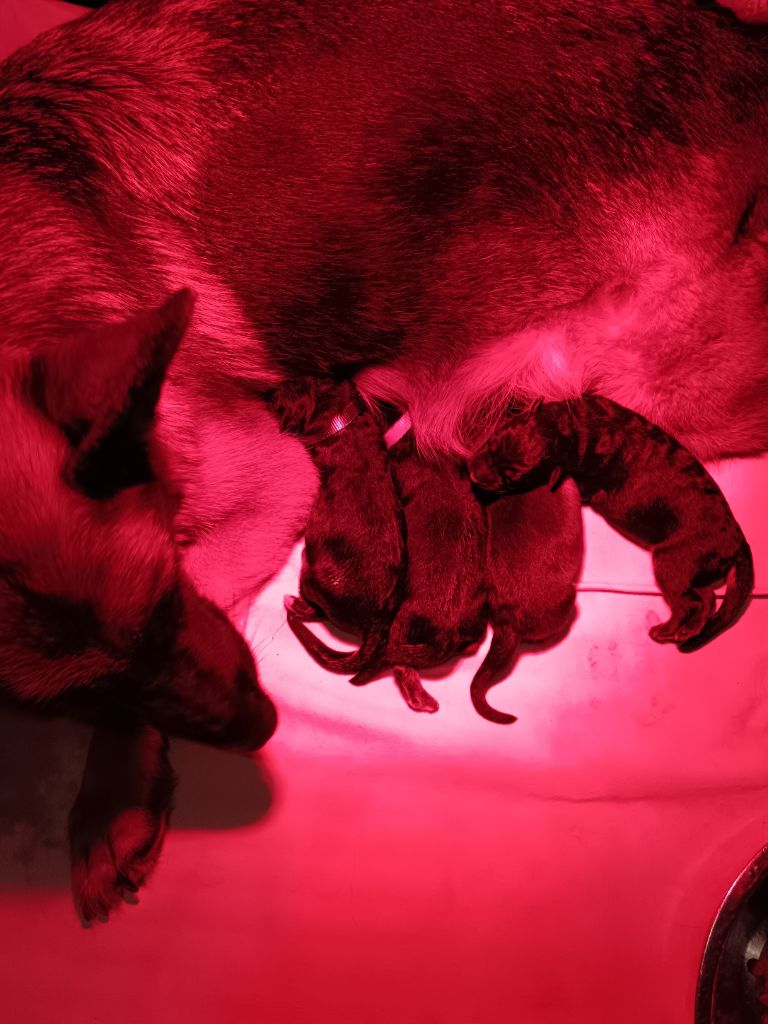 Berger Allemand - Du Domaine Du Gitan