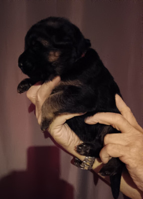 Les chiots de Berger Allemand