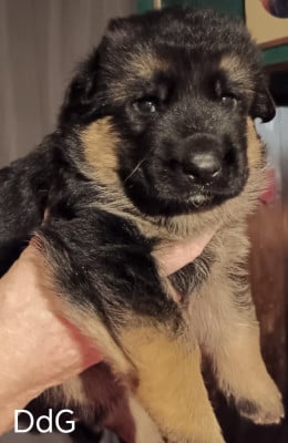 Les chiots de Berger Allemand