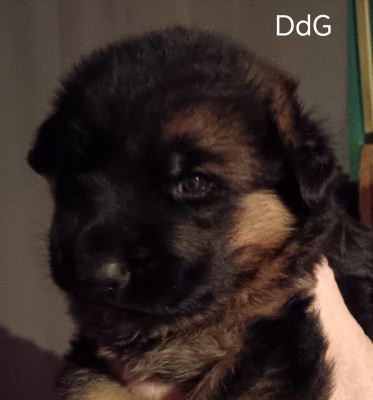 Les chiots de Berger Allemand