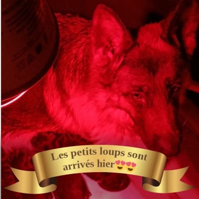 Les chiots de Berger Allemand