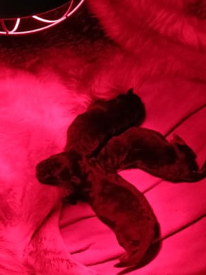 Les chiots de Berger Allemand