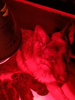 Les chiots de Berger Allemand