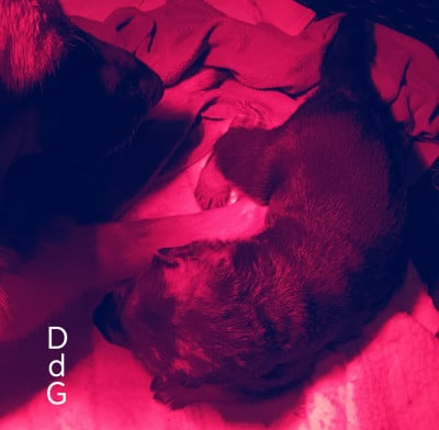 CHIOT 3 - Berger Allemand