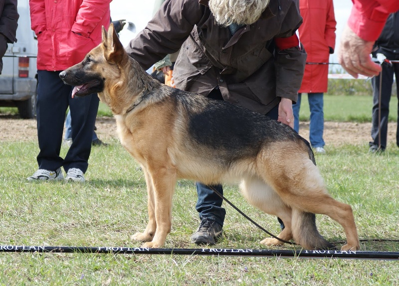 Eolia dite engunn Du val de la petite creuse - classe junior: 3éme trés bon