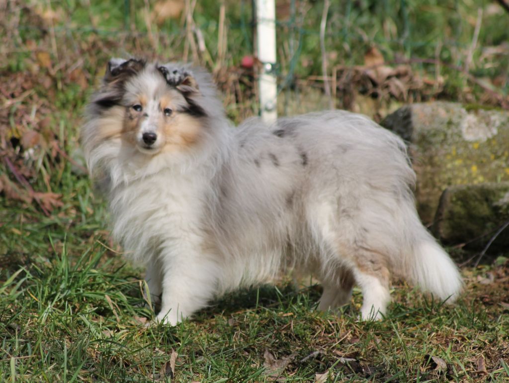 Publication : Of Pretty Countess Auteur : Isabelle GIRESSE