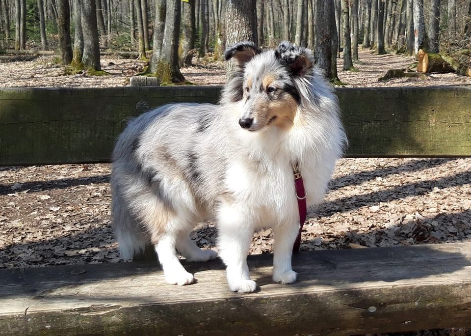 Publication : Of Pretty Countess Auteur : Isabelle GIRESSE