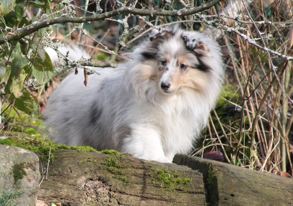 Publication : Of Pretty Countess Auteur : Isabelle GIRESSE