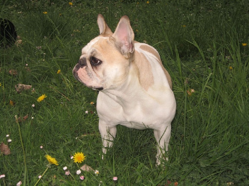 Publication : Des Anges De Mathéo Auteur : Me TANJA