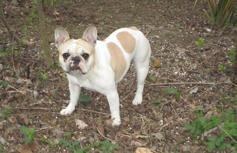 Publication : Des Anges De Mathéo Auteur : Me TANJA