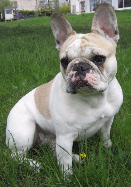 Publication : Des Anges De Mathéo Auteur : Me TANJA