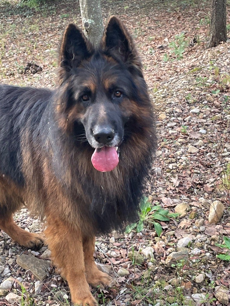 R'marley l'héritage de nala