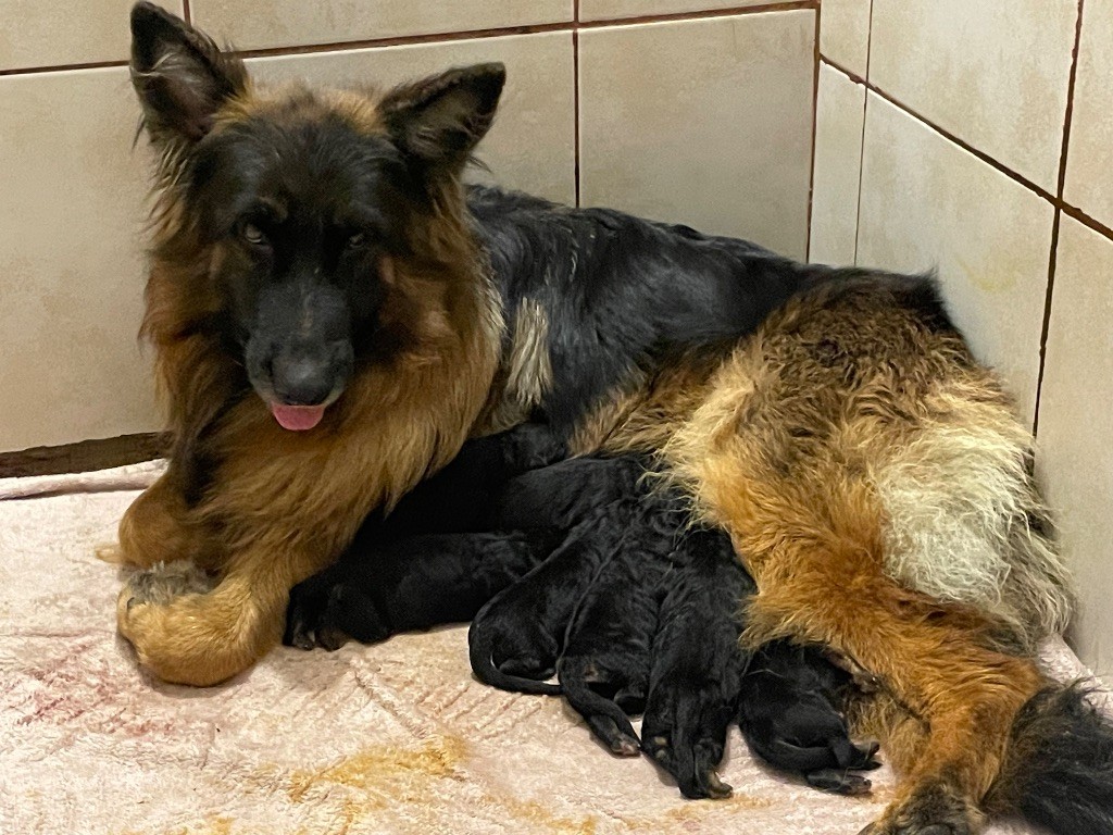 Tatanka Du Val Des Grands Sacres