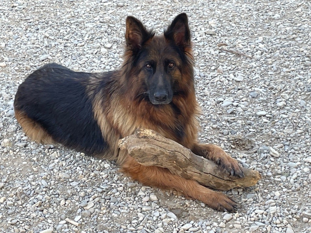 Rhapsody Du Val Des Grands Sacres