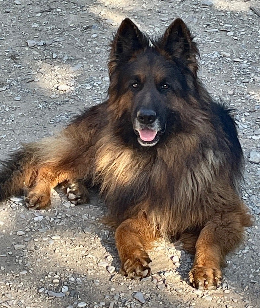 R'marley l'héritage de nala