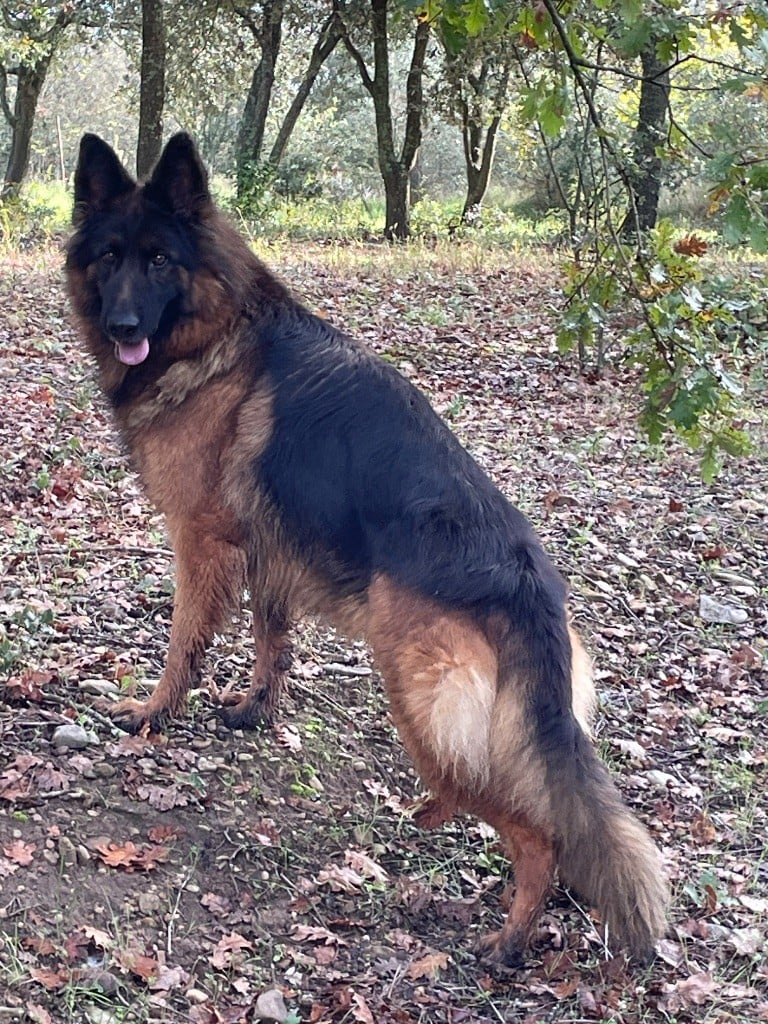 Rhapsody Du Val Des Grands Sacres