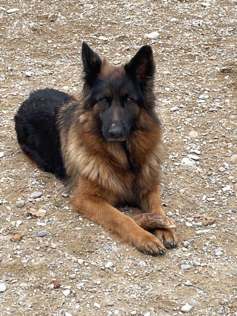 Rhapsody Du Val Des Grands Sacres