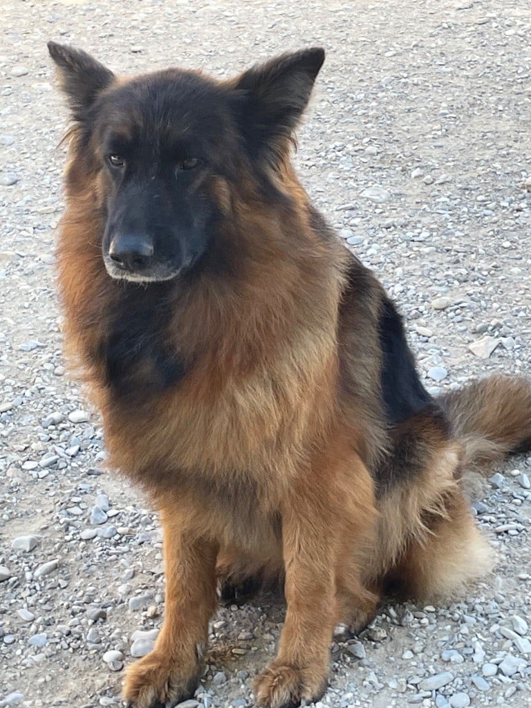 Tatanka Du Val Des Grands Sacres