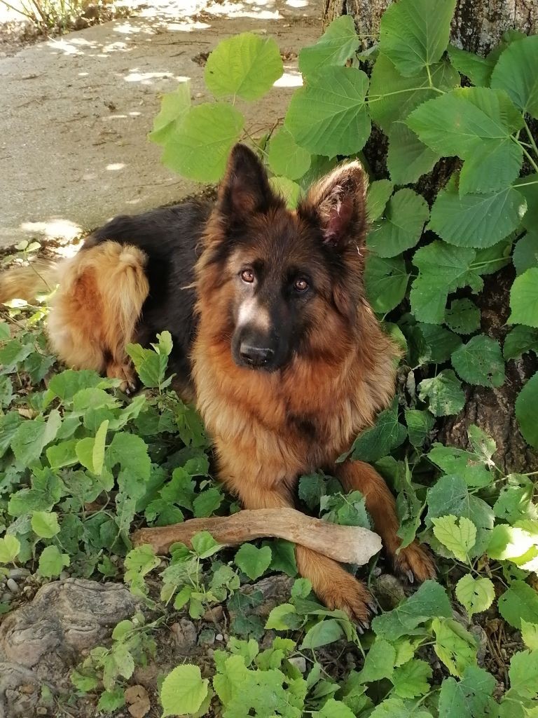 Rhapsody Du Val Des Grands Sacres