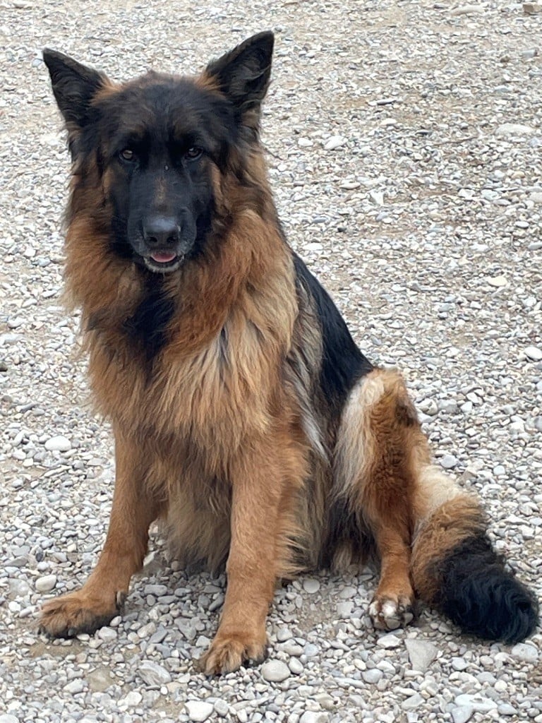 Tatanka Du Val Des Grands Sacres