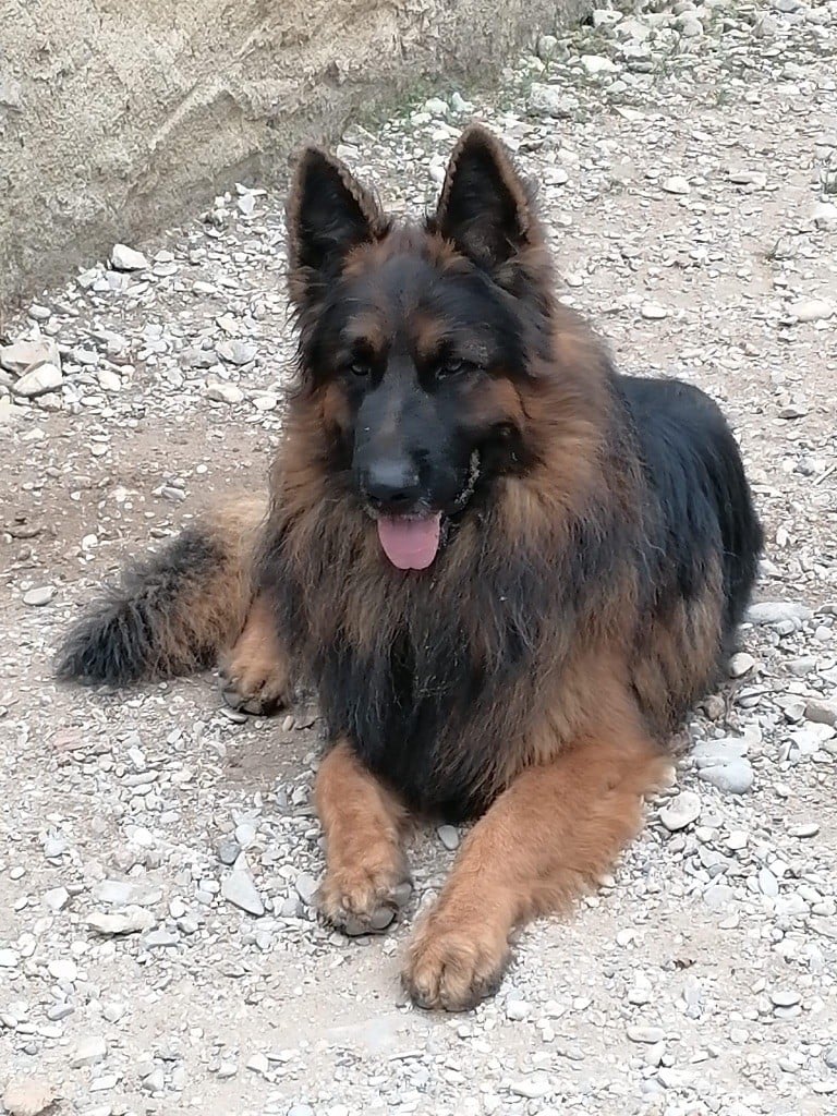 R'marley l'héritage de nala