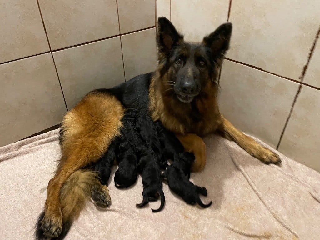 Berger Allemand Poil Long - Du Val Des Grands Sacres