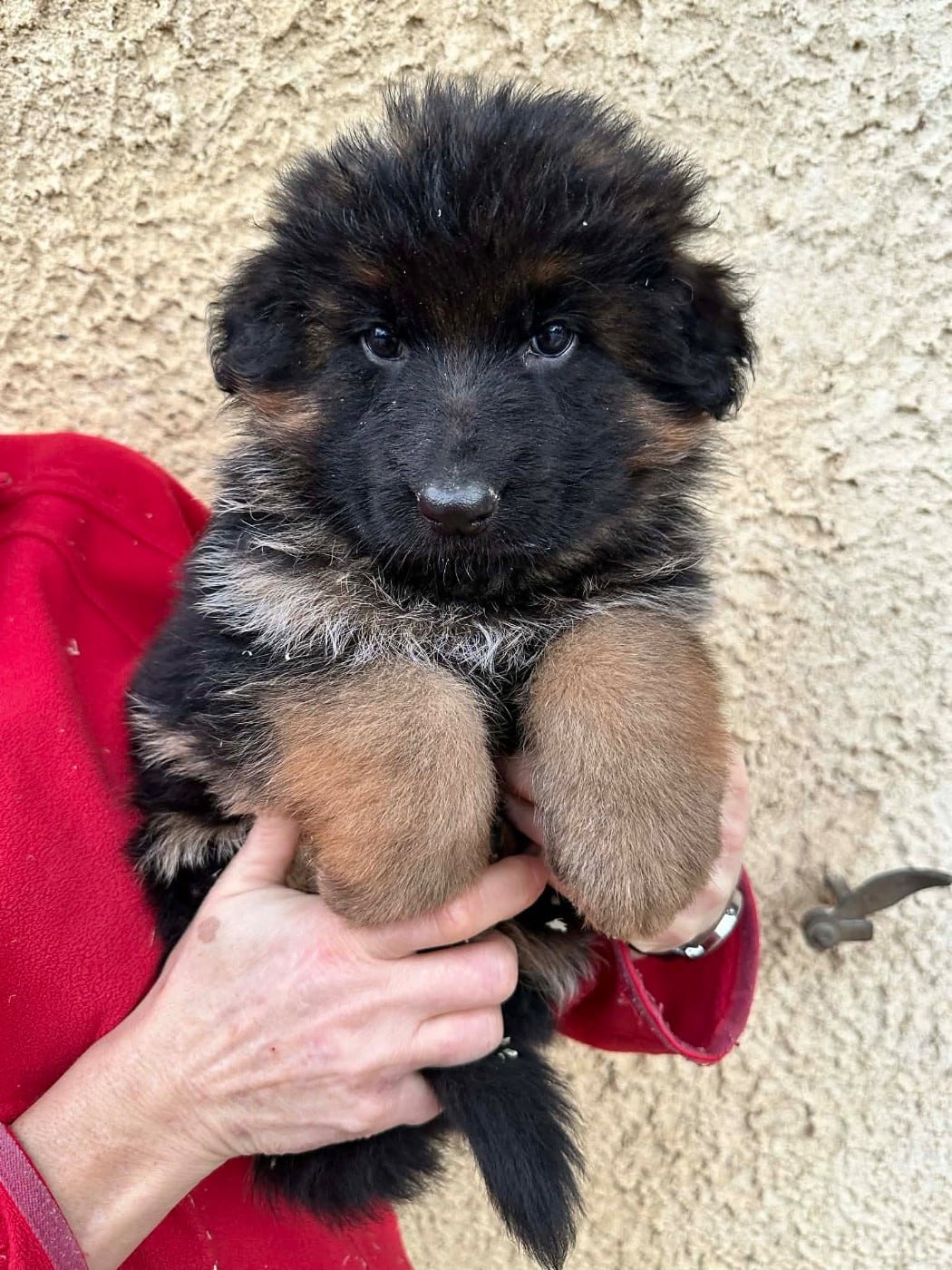 Berger Allemand Poil Long - Du Val Des Grands Sacres