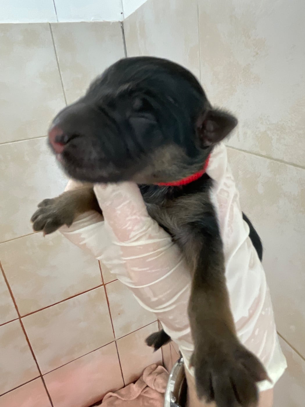 Berger Allemand Poil Long - Du Val Des Grands Sacres