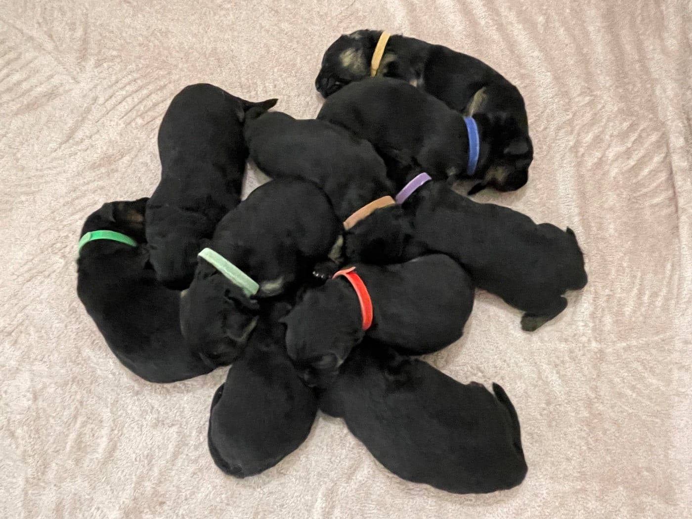 Berger Allemand Poil Long - Du Val Des Grands Sacres