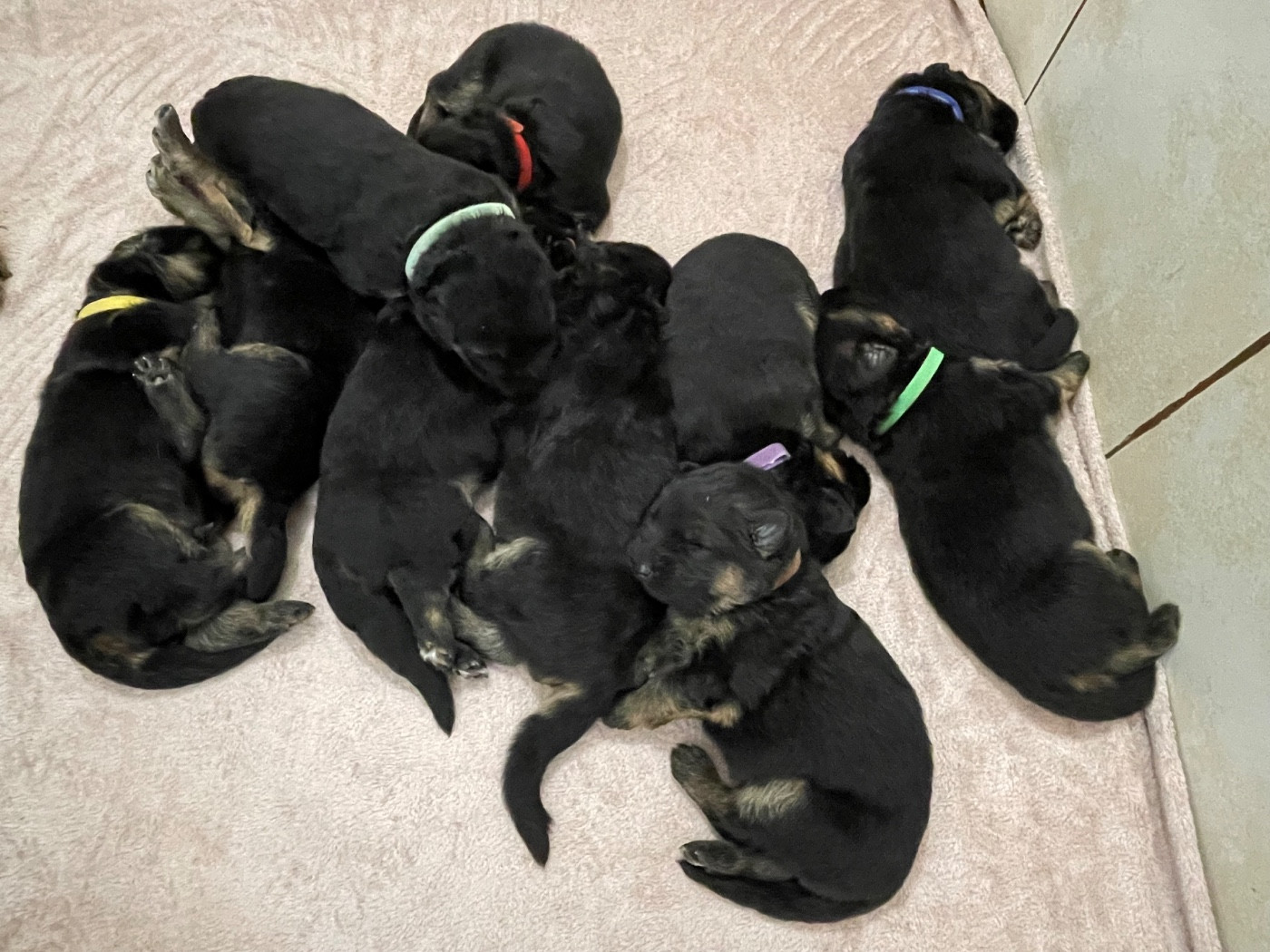 Berger Allemand Poil Long - Du Val Des Grands Sacres