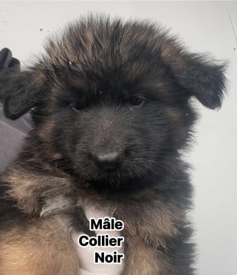 Les chiots de Berger Allemand Poil Long