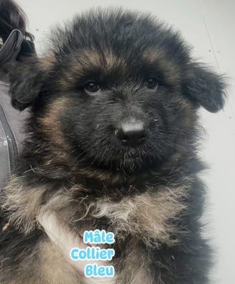 Les chiots de Berger Allemand Poil Long