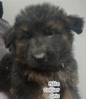 Les chiots de Berger Allemand Poil Long