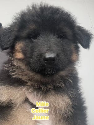 Les chiots de Berger Allemand Poil Long